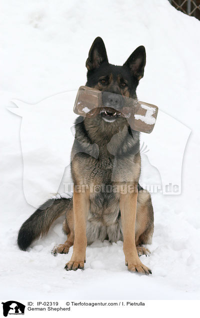 Deutscher Schferhund / German Shepherd / IP-02319