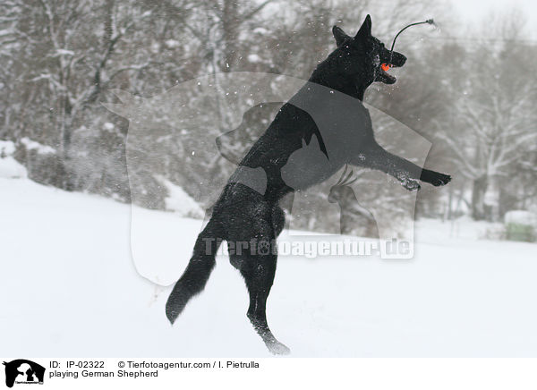 playing German Shepherd / IP-02322