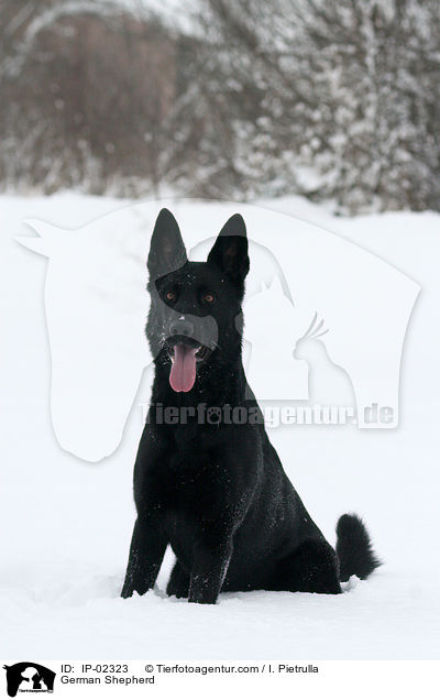 German Shepherd / IP-02323