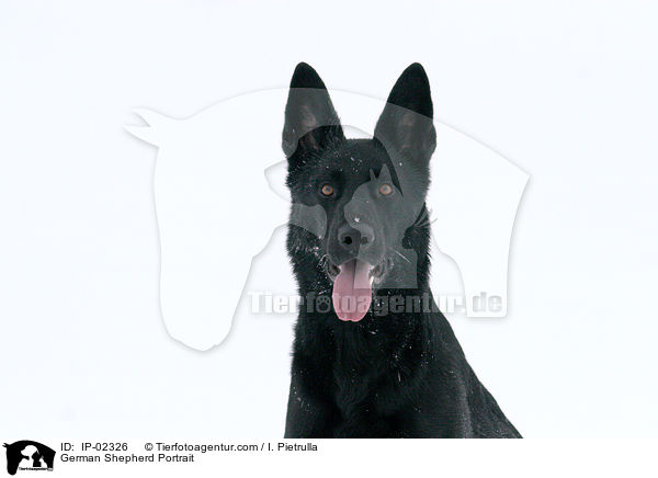 German Shepherd Portrait / IP-02326