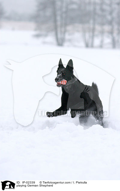 playing German Shepherd / IP-02339