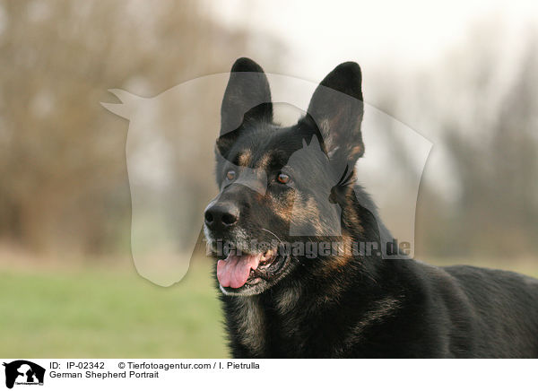 German Shepherd Portrait / IP-02342