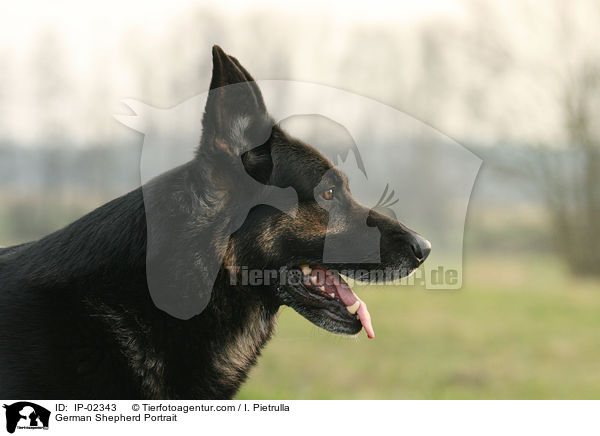 German Shepherd Portrait / IP-02343