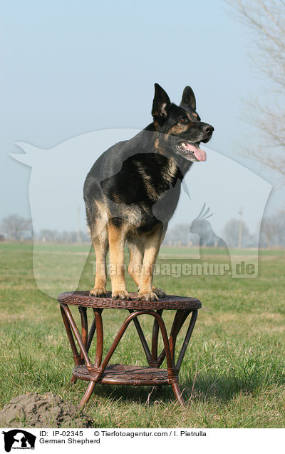 German Shepherd / IP-02345