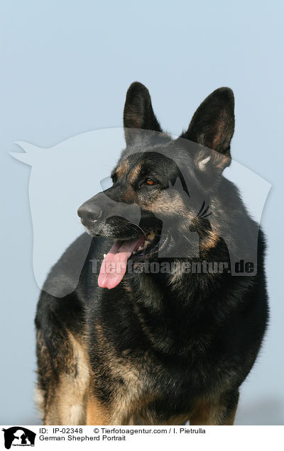 German Shepherd Portrait / IP-02348