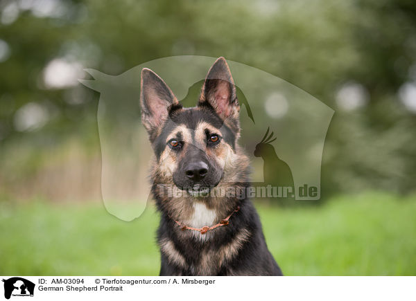 German Shepherd Portrait / AM-03094