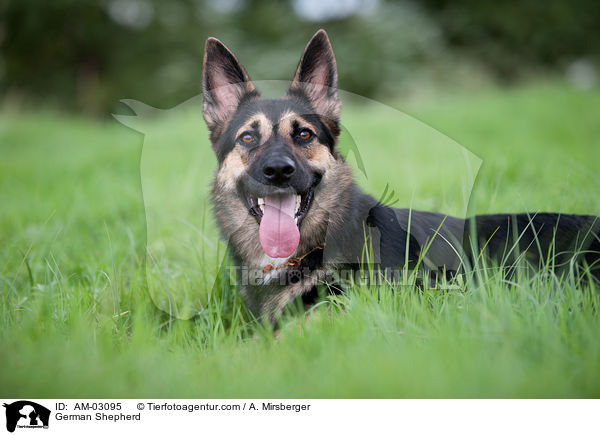 German Shepherd / AM-03095