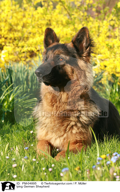 lying German Shepherd / PM-04895