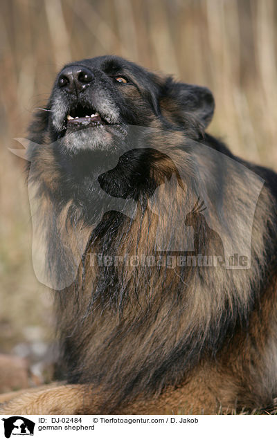 german shepherd / DJ-02484