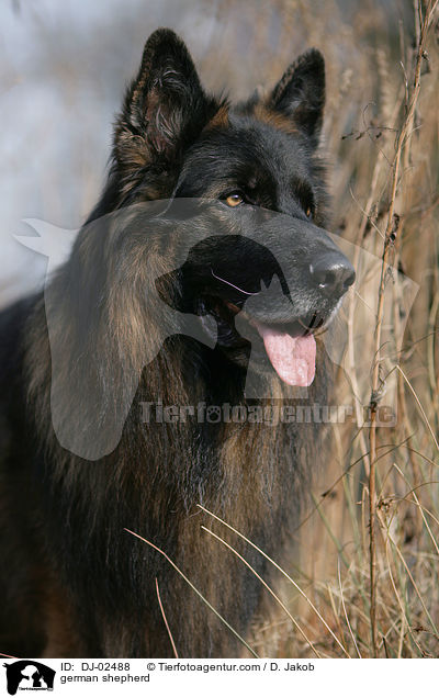 german shepherd / DJ-02488