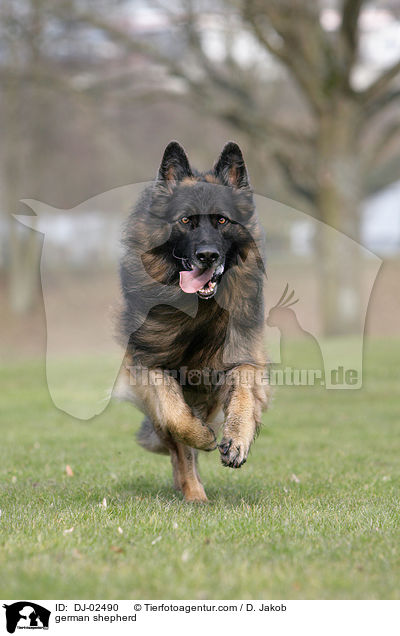 german shepherd / DJ-02490