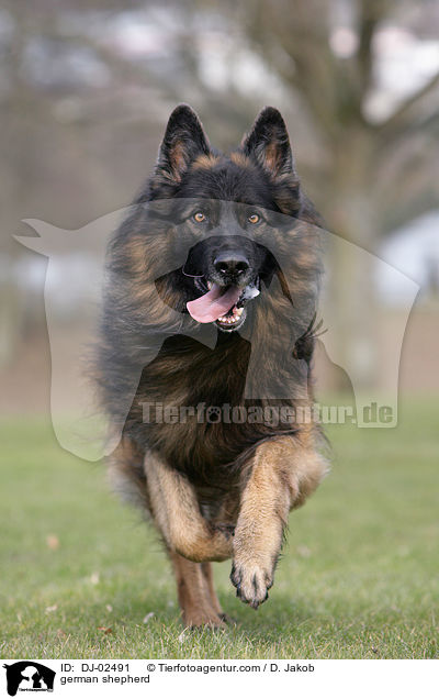 german shepherd / DJ-02491