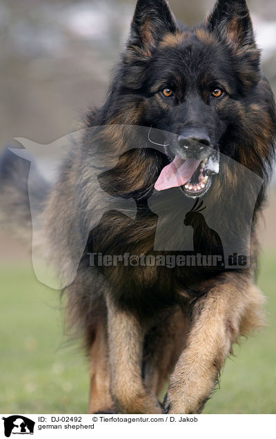 german shepherd / DJ-02492