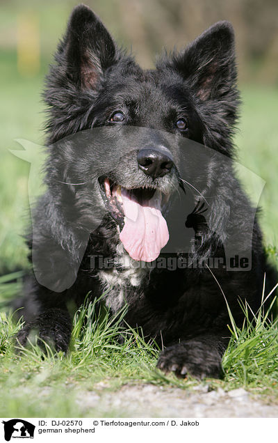 german shepherd / DJ-02570