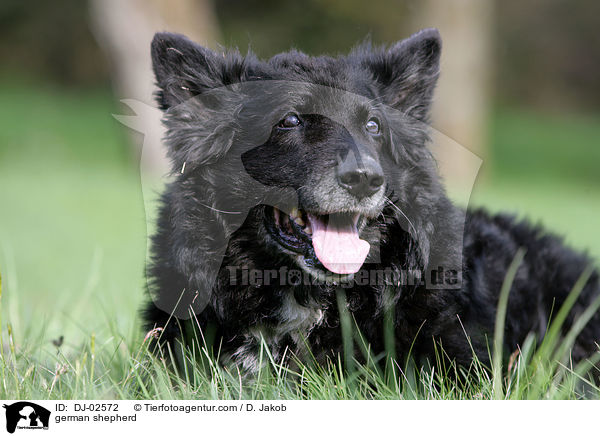 german shepherd / DJ-02572
