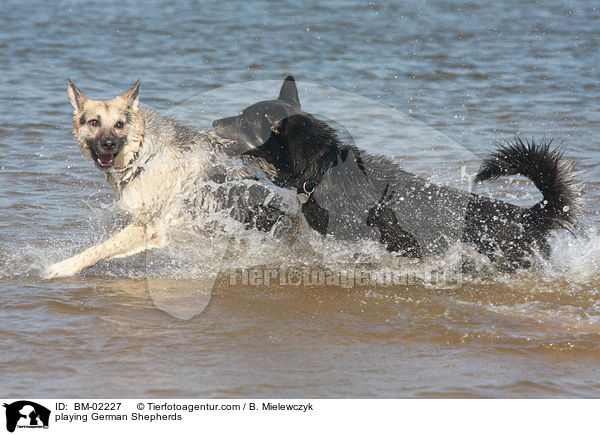 playing German Shepherds / BM-02227