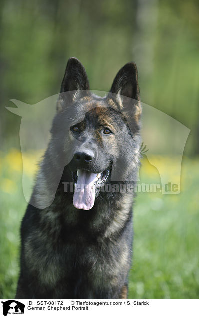 German Shepherd Portrait / SST-08172