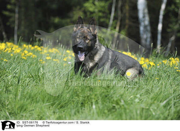 lying German Shepherd / SST-08176