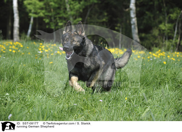 running German Shepherd / SST-08177