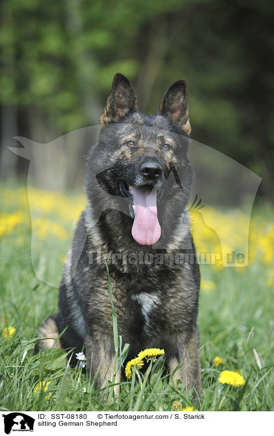 sitting German Shepherd / SST-08180