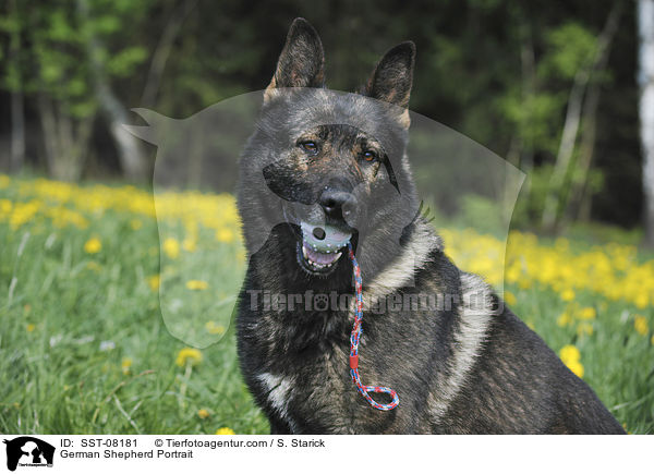German Shepherd Portrait / SST-08181