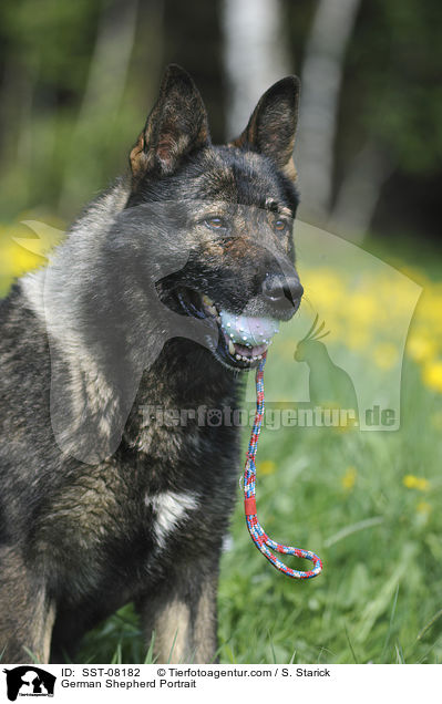 German Shepherd Portrait / SST-08182