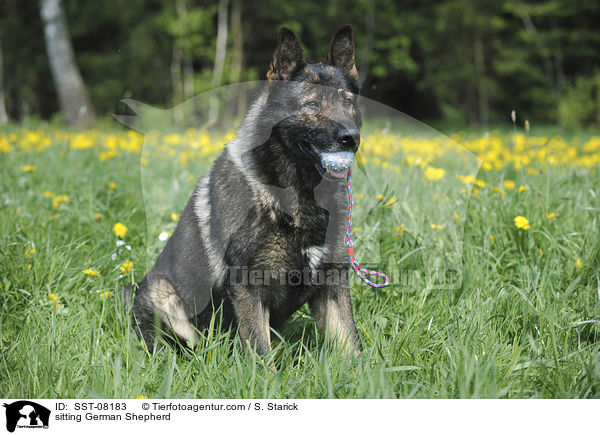 sitting German Shepherd / SST-08183