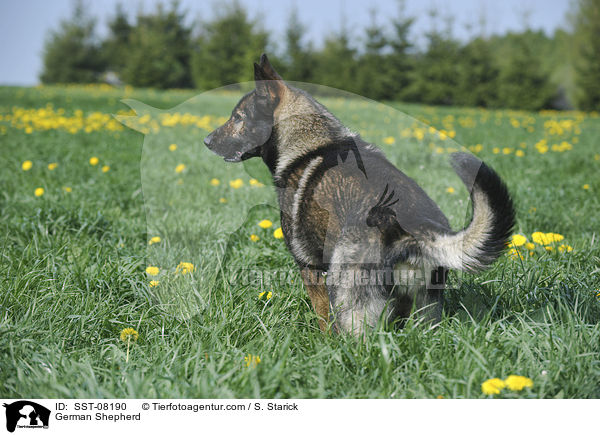 German Shepherd / SST-08190