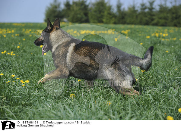 walking German Shepherd / SST-08191