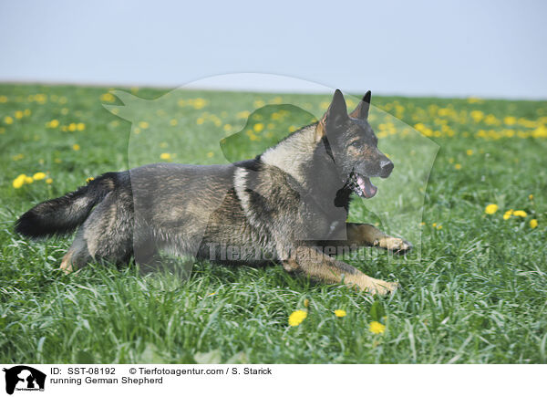 running German Shepherd / SST-08192