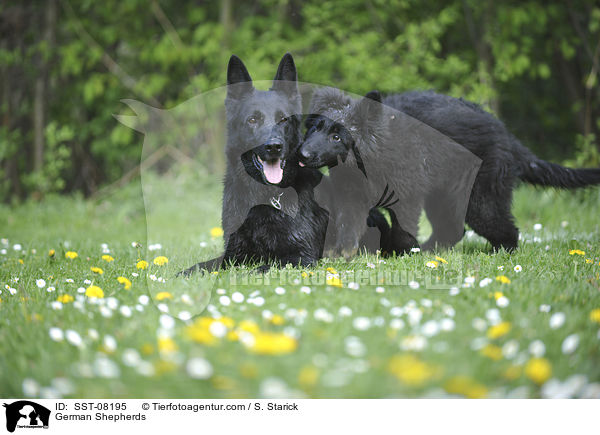German Shepherds / SST-08195