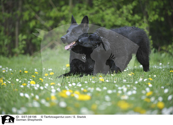 German Shepherds / SST-08196