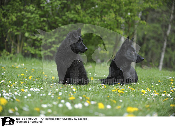 German Shepherds / SST-08200