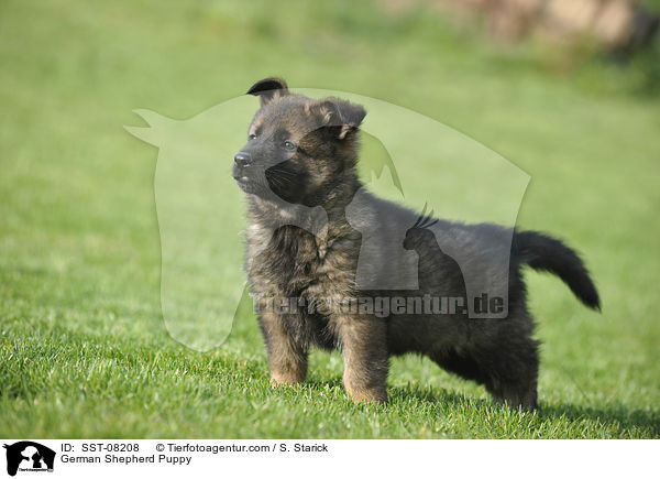 German Shepherd Puppy / SST-08208