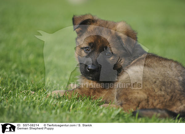 German Shepherd Puppy / SST-08214