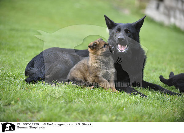 German Shepherds / SST-08220