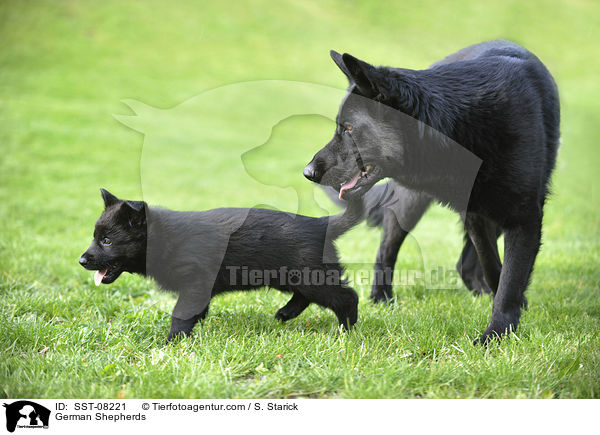 German Shepherds / SST-08221