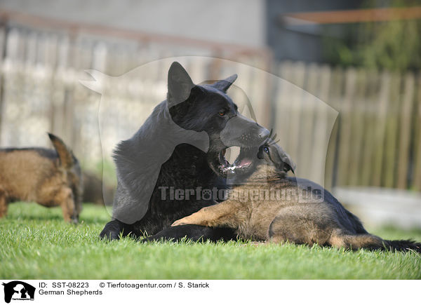 German Shepherds / SST-08223