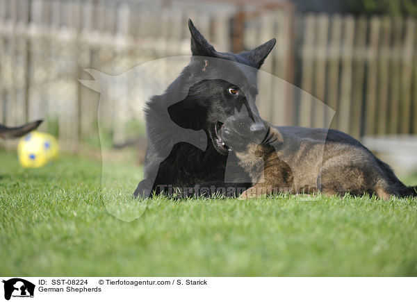 German Shepherds / SST-08224