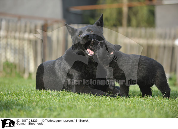 German Shepherds / SST-08225