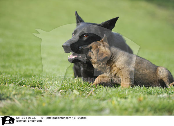 German Shepherds / SST-08227