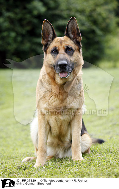 sitting German Shepherd / RR-37329