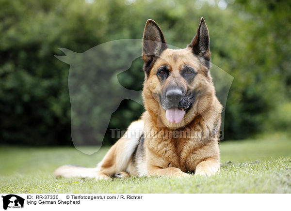 lying German Shepherd / RR-37330