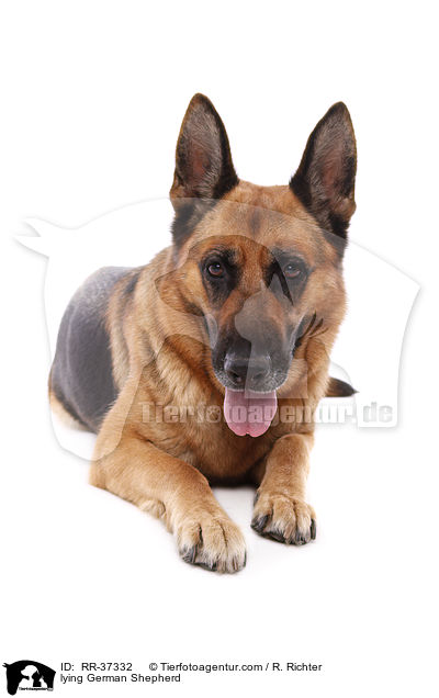 lying German Shepherd / RR-37332