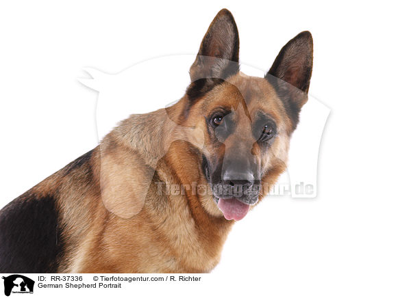 German Shepherd Portrait / RR-37336