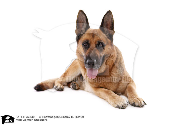 lying German Shepherd / RR-37339