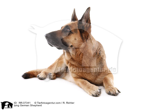 lying German Shepherd / RR-37341