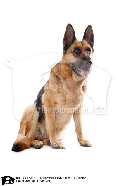 sitting German Shepherd / RR-37344