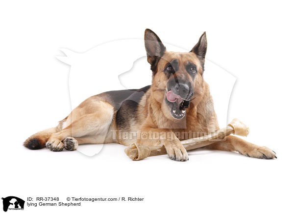 lying German Shepherd / RR-37348