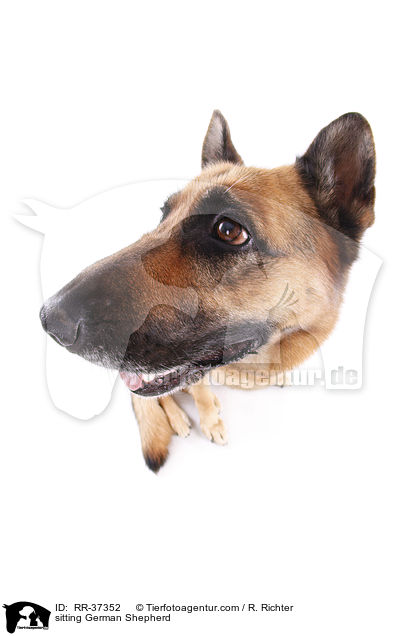 sitting German Shepherd / RR-37352